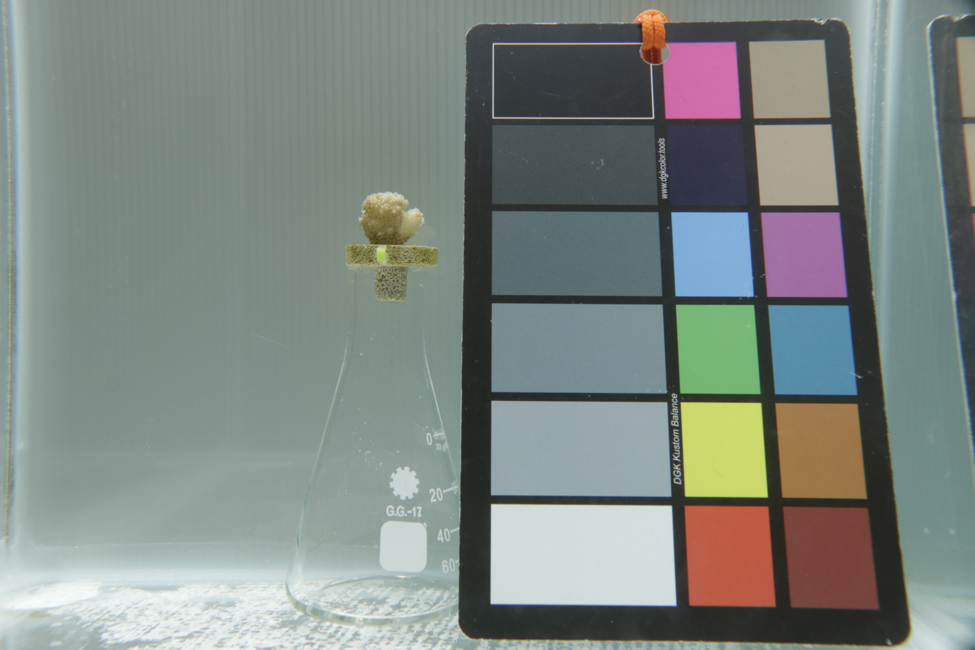 Figure 28a: Bleached coral nub on the white background with lines (overhead lighting).